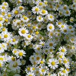 دمنوش بابونه کوهی خشک شده و ارگانیک 1400