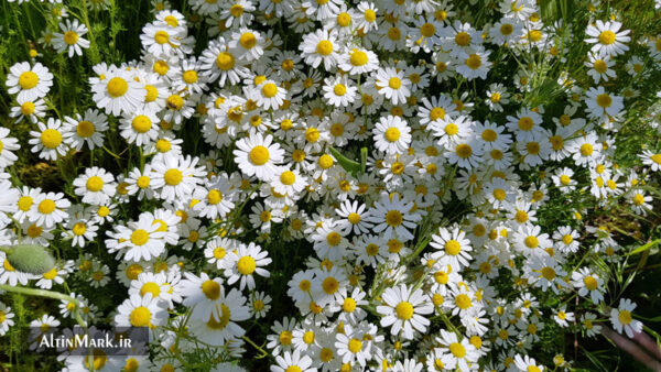 دمنوش بابونه کوهی خشک شده و ارگانیک 1400