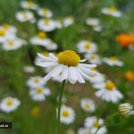 دمنوش بابونه کوهی خشک شده و ارگانیک 1400