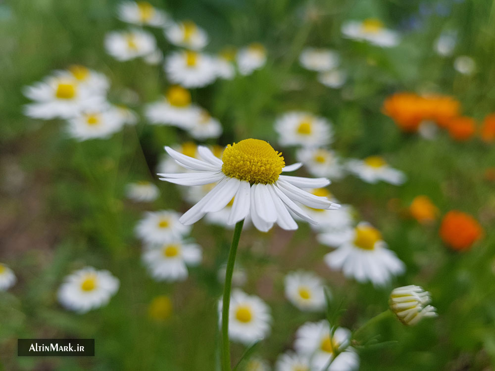 عکس گیاه بابونه