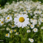 دمنوش بابونه کوهی خشک شده و ارگانیک 1400