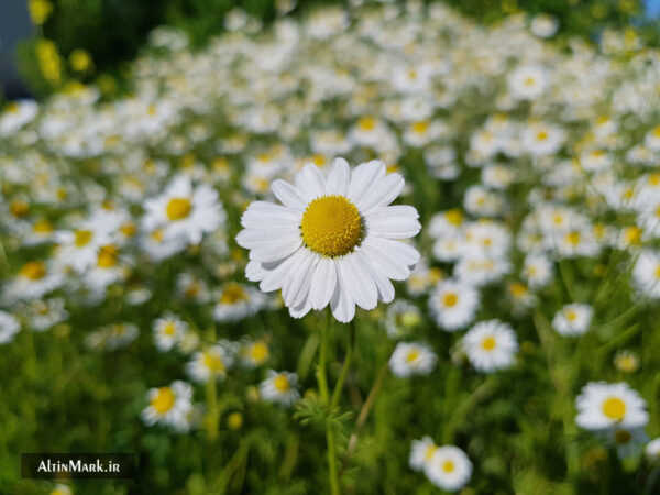 دمنوش بابونه کوهی خشک شده و ارگانیک 1400