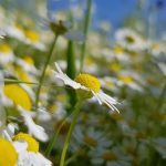 دمنوش بابونه کوهی خشک شده و ارگانیک 1400