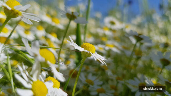 دمنوش بابونه کوهی خشک شده و ارگانیک 1400